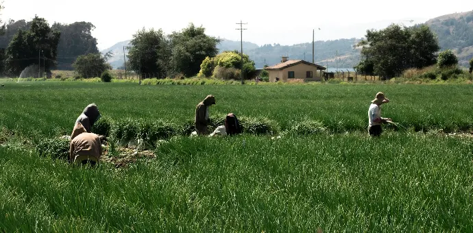 a group of people working in a field