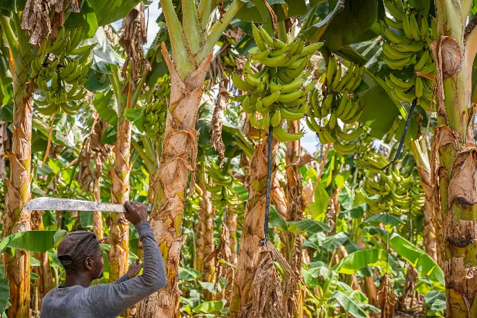 a man holding a knife in front of a bunch of bananas